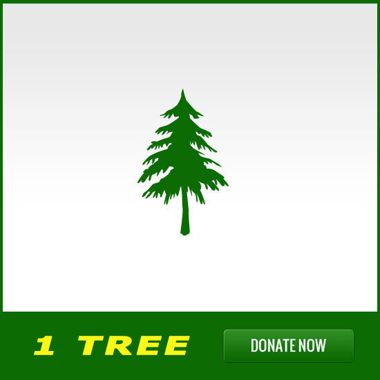 1 Tree