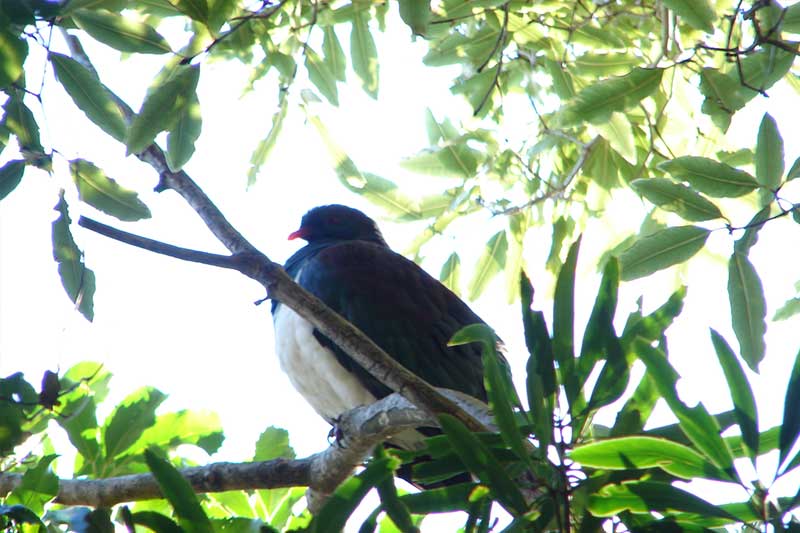 Attracting-native-wildlife-to-your-garden-tips (2)