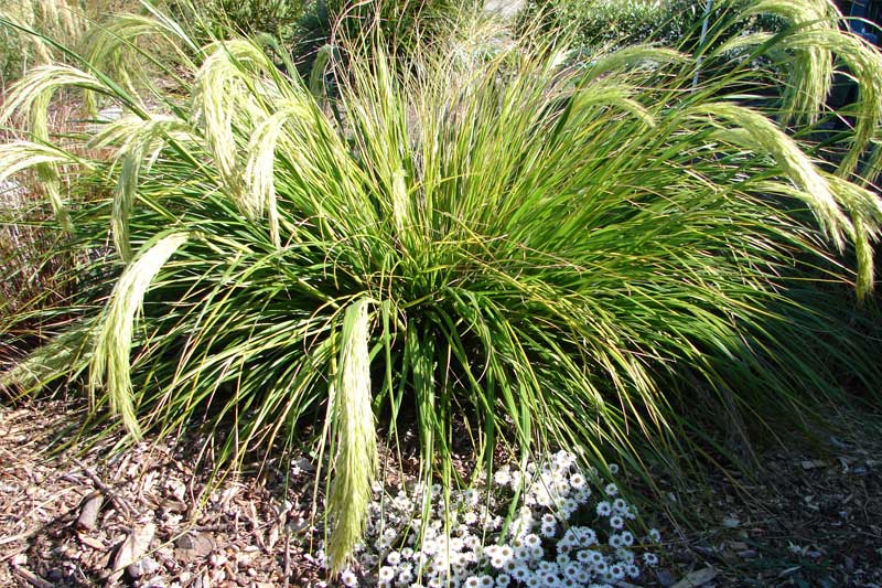 Container-planting-tips