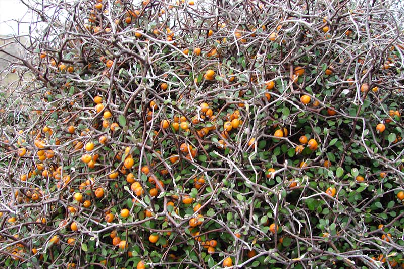 Create-a-water-wise-garden-tips