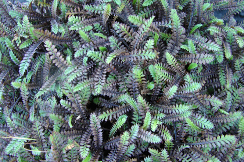 Creating a lawn alternative tip