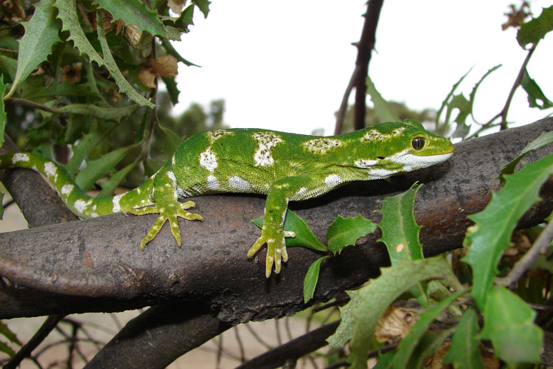 Encouraging lizards to your garden-tips
