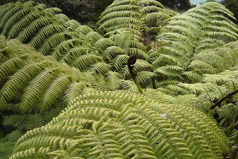 Landscaping-wth-ferns-in-temperate-climates-tips