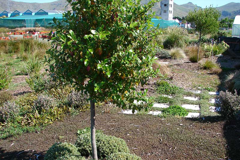 Planning-a-native-garden-tips