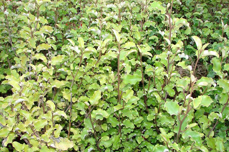 Planting-a-hedge-tips