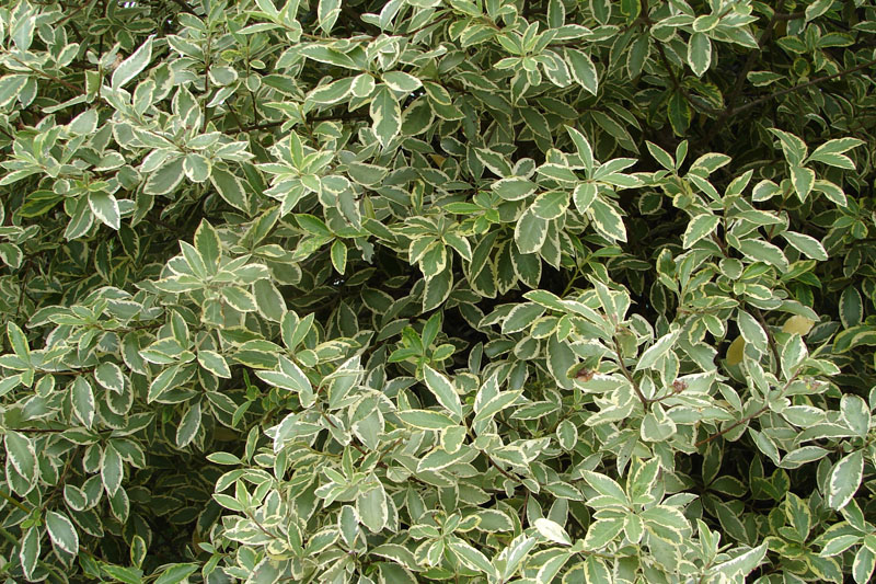 Planting shrubs and trees-tips