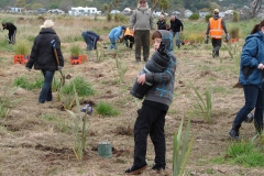 12 Southshore Reserve planting 2012