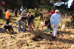 6 Amberley Beach Planting 2012