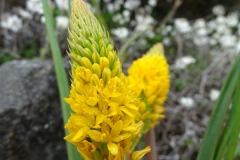 Bulbinella angustifolia