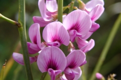 Carmichaelia glabrescens - flower (2)