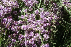 Carmichaelia odorata - flower (2)