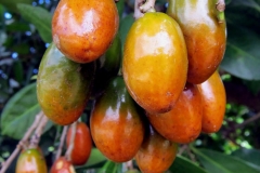 Corynocarpus laevigatus fruit