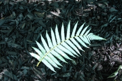 Cyathea dealbata (Silver fern frond) (1)