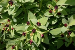 Euphorbia glauca - flower (1)