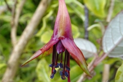 Fuchsia excorticata (5)