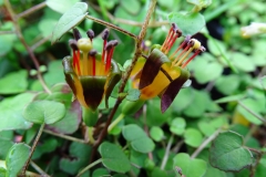 Fuchsia procumbens (3)