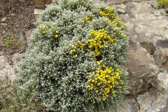 Helichrysum intermedium - Clarence Valley