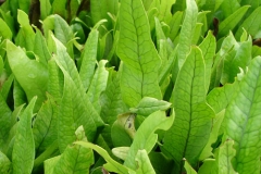 Microsorum pustulatum subsp. pustulatum, kowaowao, paraharaha, hounds tongue