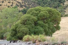 Myoporum laetum - old tree at Koukourarata