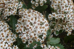 Olearia macrodonta flowers