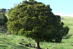 Podocarpus totara (10)