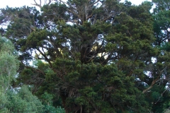 Podocarpus totara in Kaituna
