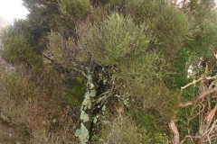 Prumnopitys taxifolia (1)