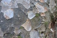 Prumnopitys taxifolia (bark)