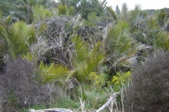 Rhopadostylis sapida - Nikau palm grove _ Kenepuru Sound