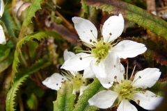 Rubus parvus flower