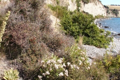 Scrub along Lake Coleridge