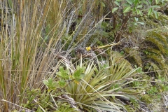 Scrub at Dobson Nature Walkway - Arthurs Pass