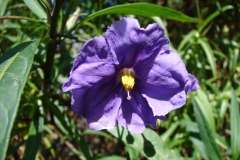Solanum laciniatum flower