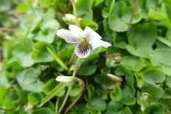 Viola lyalii (2)